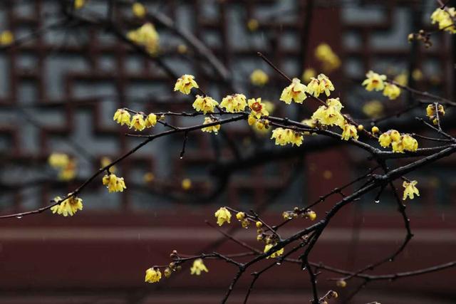 腊梅的花语和象征意义，白色腊梅的花语和象征意义