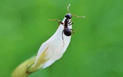 小昆虫大世界免费观看，米拉星小昆虫大世界